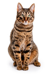 Tabby cat with short hair. Isolate on white background