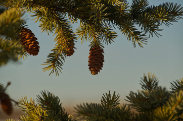 Pine Cones on a Tree
