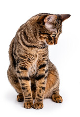  Tabby cat with short hair. Isolate on white background