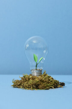 Light Bulb with soil and green plant sprout inside