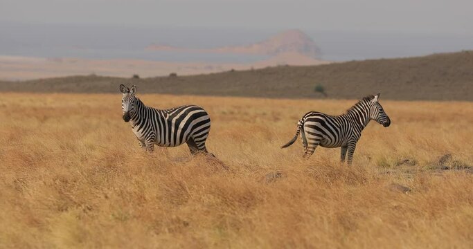 
Beautiful video of the life of zebras in the wild. Two striped zebras stand in the grass and wagging their tails in the savannah on a background of yellow mountains.