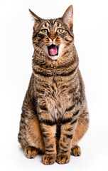 The cat yawns. Tabby cat with short hair. Isolate on white background