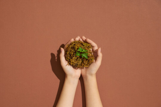 Woman's hands holding small plant