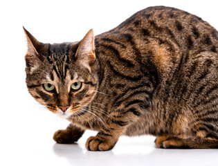  Tabby cat with short hair. Isolate on white background