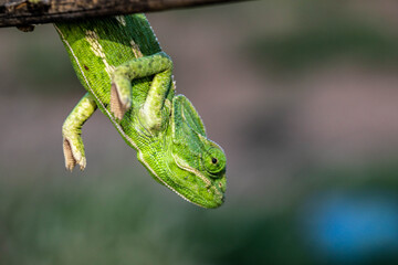 Chameleons are endemic