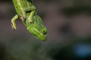 Chameleons are endemic