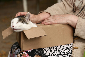 Fototapeta premium country funny cat in box on the lap with woman stroking hands close up photo