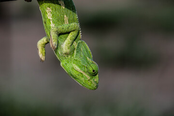 Chameleons are endemic