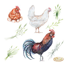Rooster, chicken, eggs, farm. Hand drawn watercolor illustration. Agriculture, harvest, village. seamless pattern. Prinit, textile, vintage, retro.