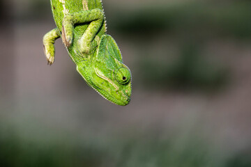 Chameleons are endemic
