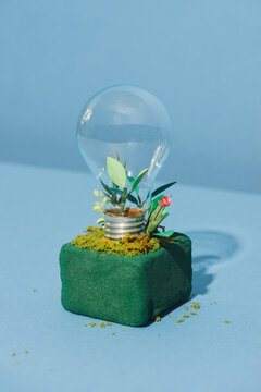 green energy concept, lightbulb with plant growing inside
