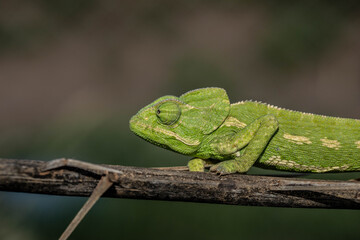 Chameleons are endemic