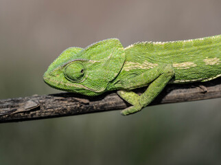 Chameleons are endemic