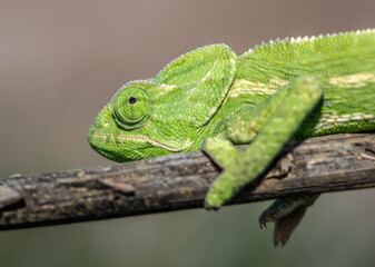 Chameleons are endemic