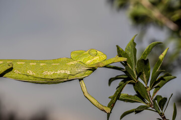 Chameleons are endemic