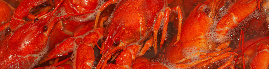 Crayfish cooked in boiling water. Red freshly boiled crayfish. Narrow banner. Close-up, selective focus.