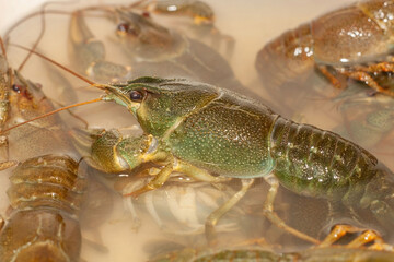Live crayfish in the water. Close-up. Selective focus.