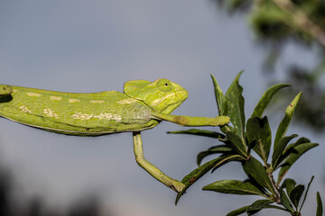 Chameleons are endemic