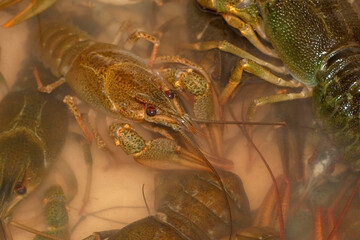 Live crayfish with long mustache in clean water. Close-up. Selective focus.