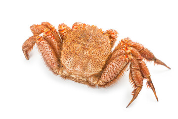 fresh cooked crab quadrangular hairy or red crab isolated on white background
