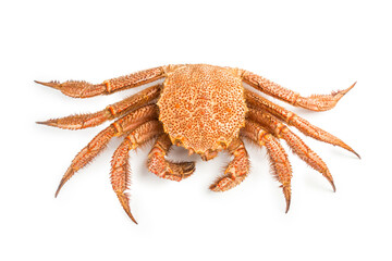 fresh cooked crab quadrangular hairy or red crab isolated on white background