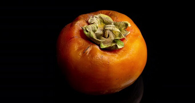 Yellow persimmon on a black background rotting, time lapse, 4k video