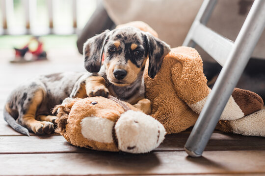 Miniature dappled Dachshund puppy