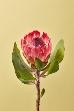 Greeting card with beautiful protea flower and green leaves.