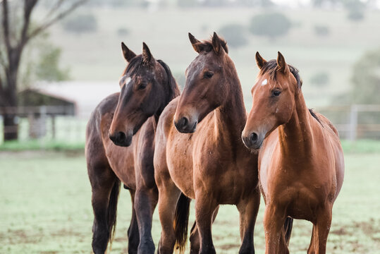 3 yearlings in a row