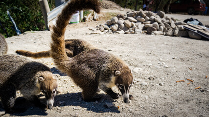 Tejones al acecho © Omar