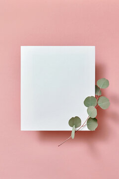Creative composition with paper sheet and Eucalyptus plant twig.