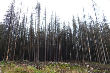 Catastrophic forest dying in Germany. Reason is climate change, dryness and immense reproduction of the bark beetles. Near Torfhaus, Harz Brocken moutain, Northern Germany.