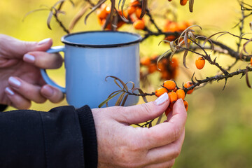 Woman picking sea buckthorn. Natural antioxidant