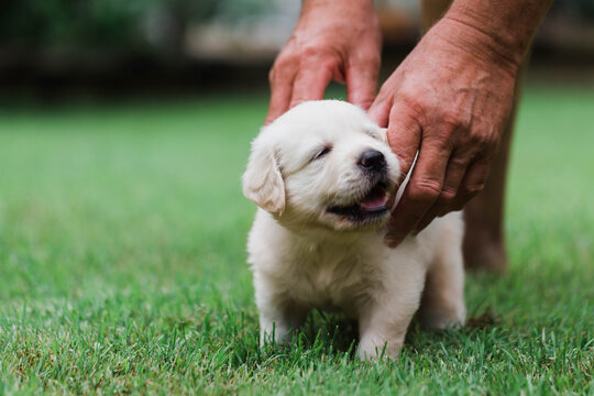 4 week old puppy being scratched