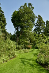 Fototapeta na wymiar Chemin en gazon entre les différentes plantes et arbres de l'arboretum de Kalmthout au nord d'Anvers