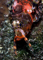 Lion Fish face in Pacific