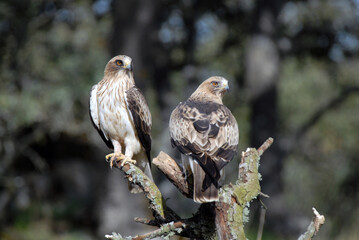 pareja de aguilas calzadas