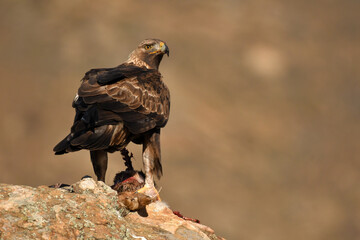 aguila real en la sierra abulense