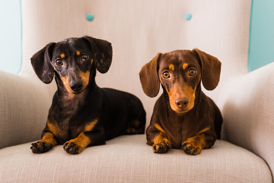2 adult dachshunds
