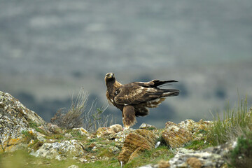 aguila real en la sierra abulense