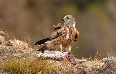 milano real con un conejo