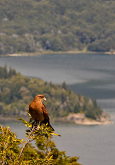 Chimango bird at Lake Nahuel Huapi, near Bariloche, Rio Negro, Argentina