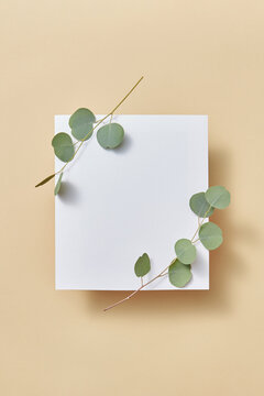 Congratulation card decorative organic evergreen Eucalyptus plant.