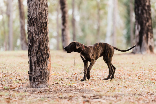 gangly puppy