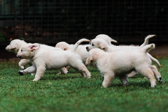 puppy stampede