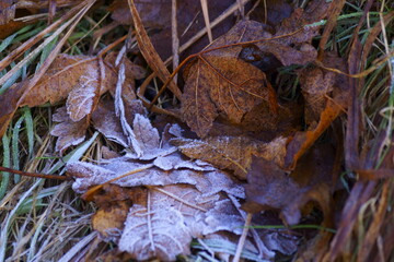 The beautiful colors of autumn - rusty leaves	