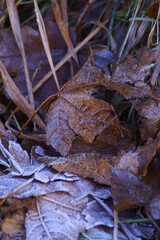 The beautiful colors of autumn - rusty leaves	