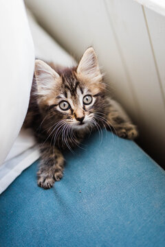 Kitten about to pounce