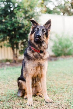 German shepherd looking quizzical