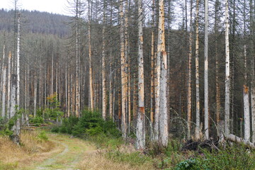 Fototapeta premium Catastrophic forest dying in Germany. Reason is climate change, dryness and immense reproduction of the bark beetles. Near Torfhaus, Harz Brocken moutain, Northern Germany.